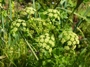 Smyrnium olusatrum